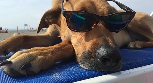 Baubeach la spiaggia per cani di Maccarese celebra i 20 anni con i vip a due e quattro zampe
