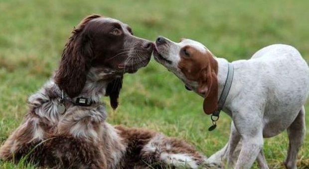 Romeo e Giulietta, la storia d'amore tra due cani commuove il web