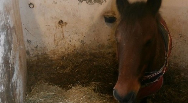 Ancona, allarme per otto pony senz'acqua Un nuovo sopralluogo della Forestale