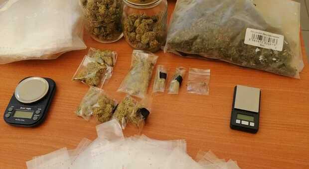 La marijuana trovata a casa dell'uomo di Oderzo denunciato dai carabinieri