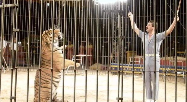 Domatore sbranato dalle tigri, gli animalisti: «Felini ancora rinchiusi in 20 metri quadrati, affidateli a noi»