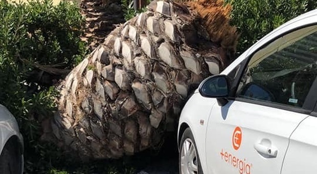 Porto Recanati, albero cade su un'auto, paura al River Village