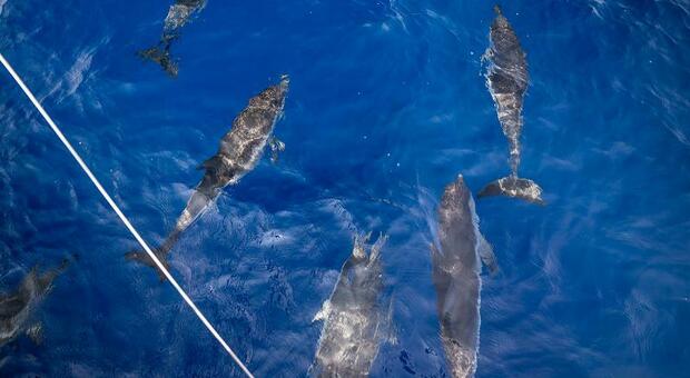 Ponza, delfini balenottere e tartarughe: gli avvistamenti di Greenpeace