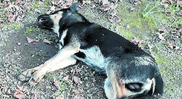Stragi di cani nel Napoletano: «È un reato e nessuno paga»