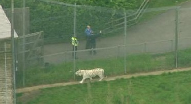 Guardiana sbranata da tigre, paura allo zoo: evacuati i visitatori