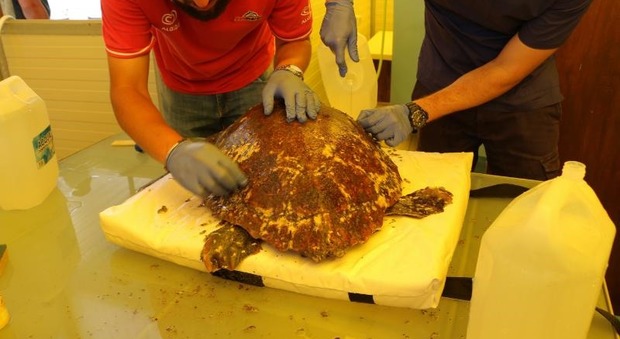 Curata e salvata, la tartaruga ferita da un'elica torna in mare
