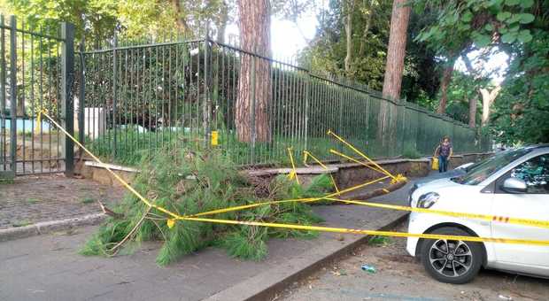 Ramo cade da un pino di 15 metri nel parco pieno di bambini