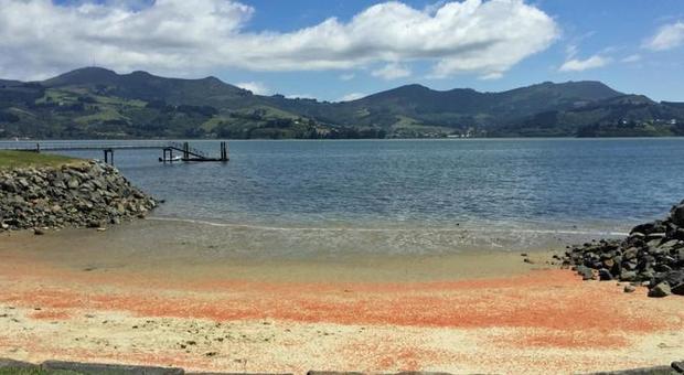 Le spiagge della Nuova Zelanda si tingono di rosso per la morte di una quantità enorme di aragoste
