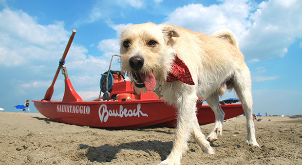 BauBeach, la spiaggia per cani liberi Settemila metri quadri incontaminati