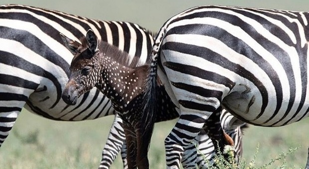 In Kenya è nata la prima zebra a pois, avvistato esemplare con i puntini al posto delle strisce (foto Facebook @frankliuphotography @ Maasai Mara National Reserve)