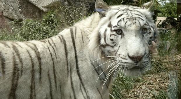 Gran Bretagna, orrore allo zoo: tigre sbrana una guardiana, parco evacuato