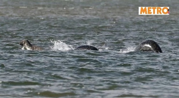 "Ho visto il mostro di Loch Ness". Lo scatto choc del fotografo inglese