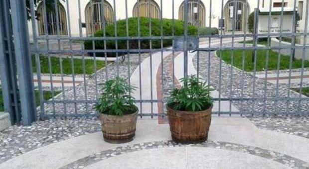 Le piante di marijuana davanti al municipio