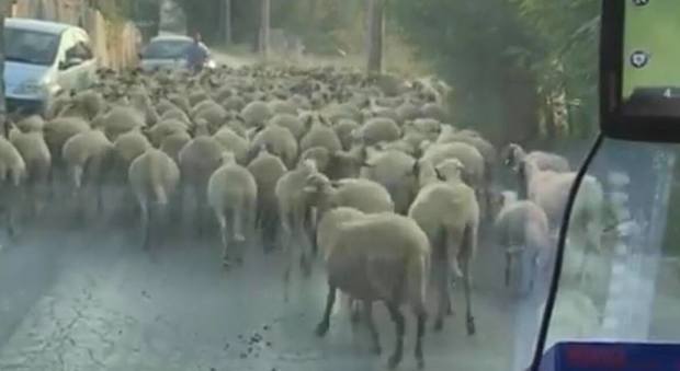 ambulazna pecore