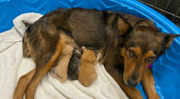 Una cagna perde i suoi cuccioli e adotta tre gattini orfani - VIDEO