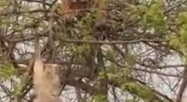Tigre sull'albero per catturare la scimmia: ma l'operazione fallisce e il video diventa virale