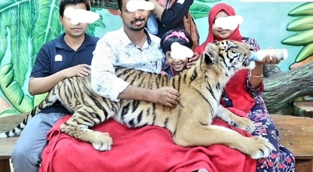 Pochi turisti per colpa del Covid, chiude lo Zoo delle Tigri dove i cuccioli venivano allattati dal biberon dei visitatori