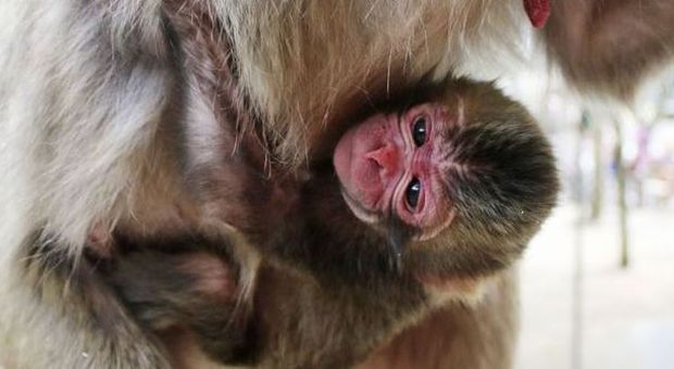 Giappone, Charlotte la baby scimmia cambia nome: lo zoo si scusa con i reali britannici
