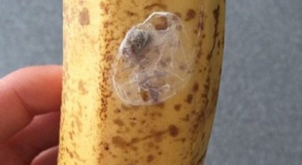 Trova in casa un bozzolo del ragno delle banane: morso provoca un'erezione di 4 ore, poi la morte