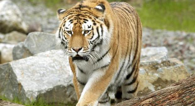 Orrore allo zoo: tigre sbrana una guardiana, parco evacuato