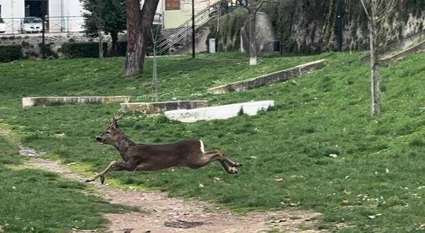 Terni, capriolo a spasso al parco Ciaurro: la caccia va avanti per ore ma non si riesce a catturare