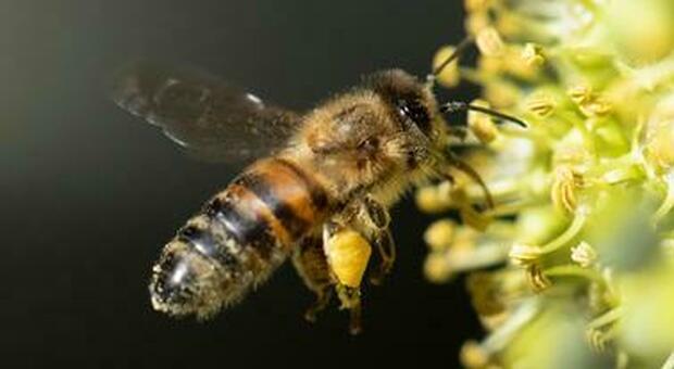 Punto da un'ape: muore dopo poche ore per shock anafilattico