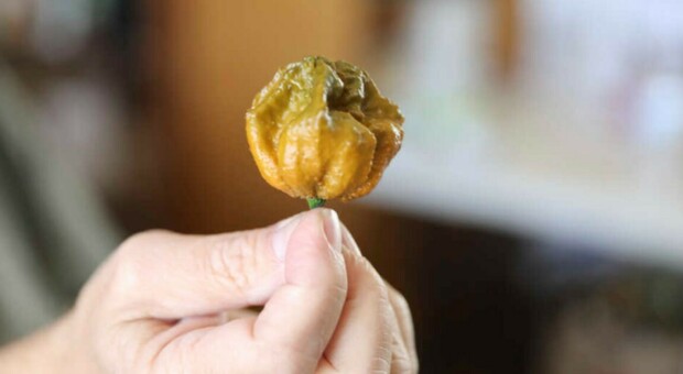 Pepper X è il peperoncino più piccante del mondo, il nuovo Guinness World Record