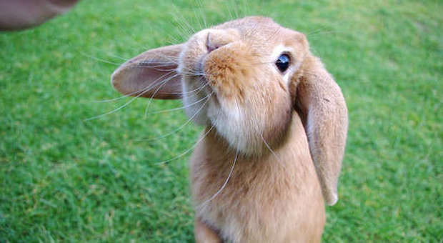 Animali, proposta della Brambilla "Carcere per chi mangia coniglio"