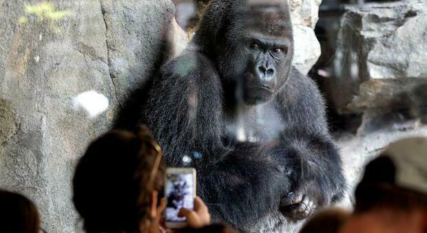 Gorilla aggredisce donna alla zoo di Madrid: braccia spezzate e ferite alla testa, è grave