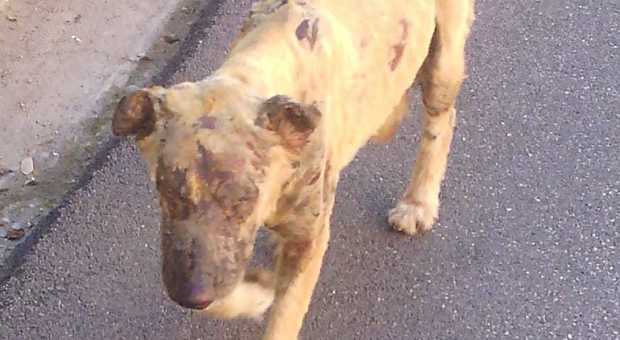 Cane bruciato vivo, vagava nell'indifferenza «Non siamo riusciti a salvarlo»