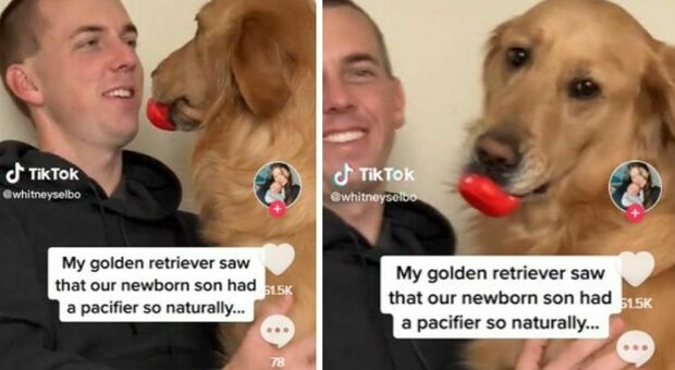 Il cane Winnie crede di essere come il neonato di casa: il suo giocattolo (una paperella) diventa il ciuccio e il video è virale su TikTok
