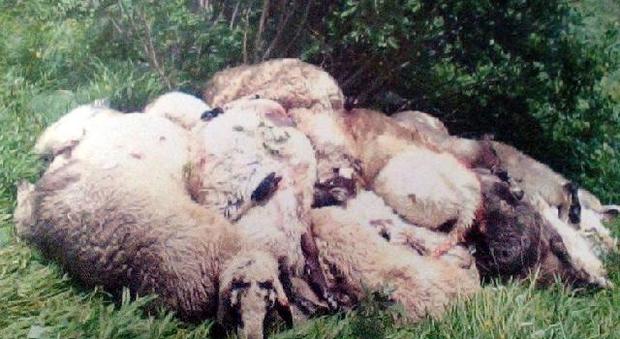 Strage di pecore: quindici sbranate, si tratterebbe di un cane selvatico