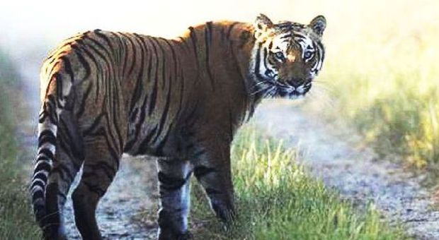 Tigri killer in India: in 6 settimane hanno sbranato 10 persone. Caccia alla "regina misteriosa"