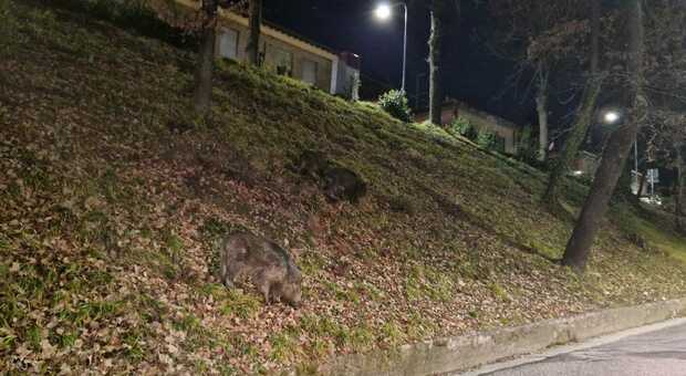 Famiglia di cinghiali in centro ad Urbino: cercavano cibo a pochi metri dalla strada e dal passaggio pedonale