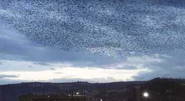 Clima impazzito, stormi di uccelli da giorni aleggiano su Monticelli
