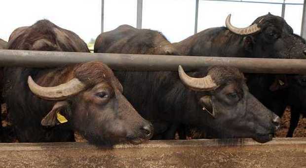 Incornato dalla bufala nelle parti intime Giovane allevatore operato d'urgenza
