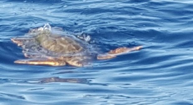 «Grossa tartaruga al largo di Capo Miseno, mi sembrava in difficoltà»