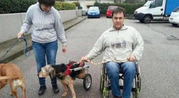 Paraplegico adotta lo spinone disabile abbandonato
