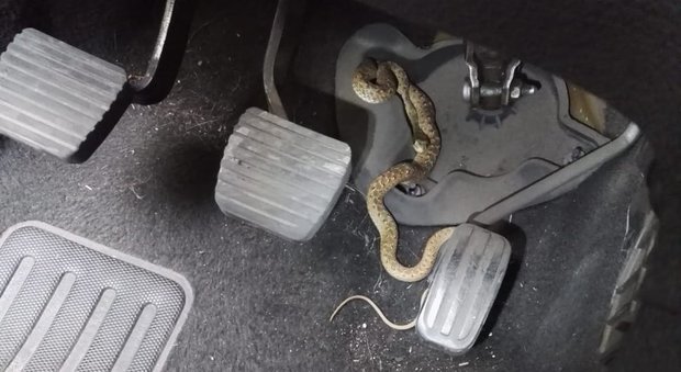Sale in auto e trova un serpente attorcigliato tra i pedali: interviene la polizia