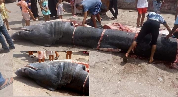 Lo squalo elefante di 8 metri catturato e ucciso in Algeria (immagini diffuse da ass amb Houtiyat su Fb)