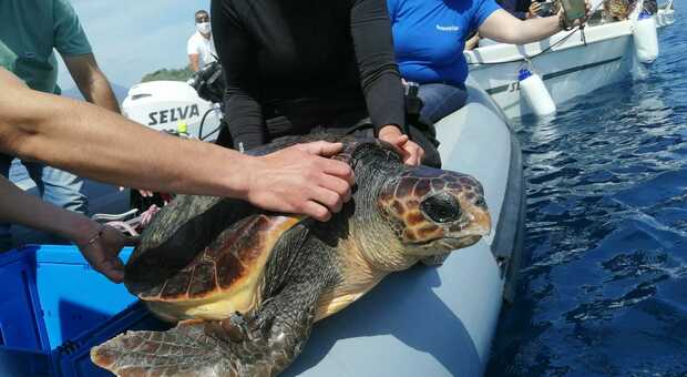 Due tartarughe liberate nel mare di Procida: Liliana presto deporrà le uova