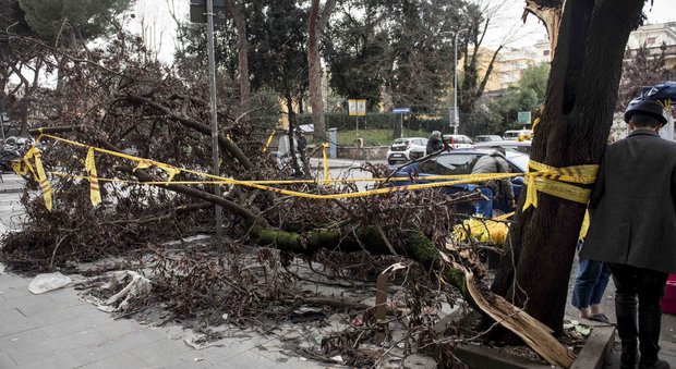 Roma, alberi caduti per neve: l'assessore: «Già rimossi già 838 rami»