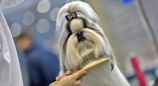 Paga 250 sterline per la toeletta del cane di razza: glielo restituiscono calvo e spelacchiato