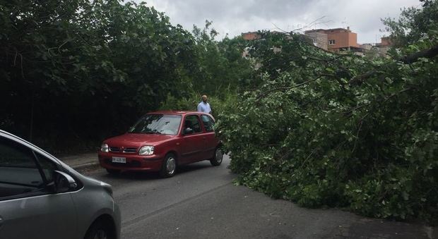Roma, cade albero a Boccea: traffico in tilt