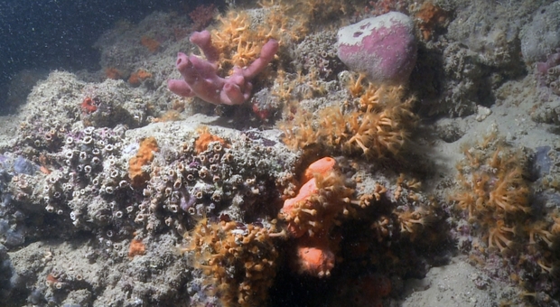 Puglia, spunta una barriera corallina come alle Maldive. Gli studiosi: «Potrebbe estendersi per centinaia di chilometri»