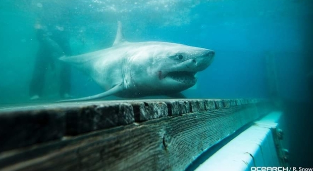 Una immagine dello squalo bianco denominato Cabot (foto pubblicata da Ocearch/R. Snow su Facebook)