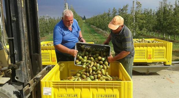 In Polesine mancano all'appello 300 operai: a rischio la raccolta della frutta