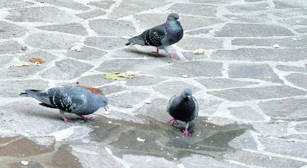 Sacile, emergenza piccioni in centro storico