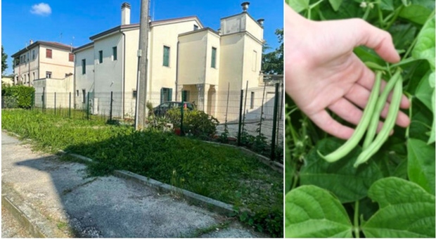 Ripulisce l area verde dai rifiuti a Padova, poi pianta i fagioli: 118 euro di multa