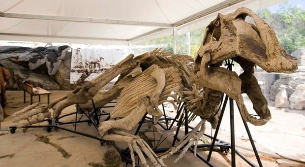 Laura, il dinosauro dal becco ad anatra. È il più grande mai trovato negli Usa